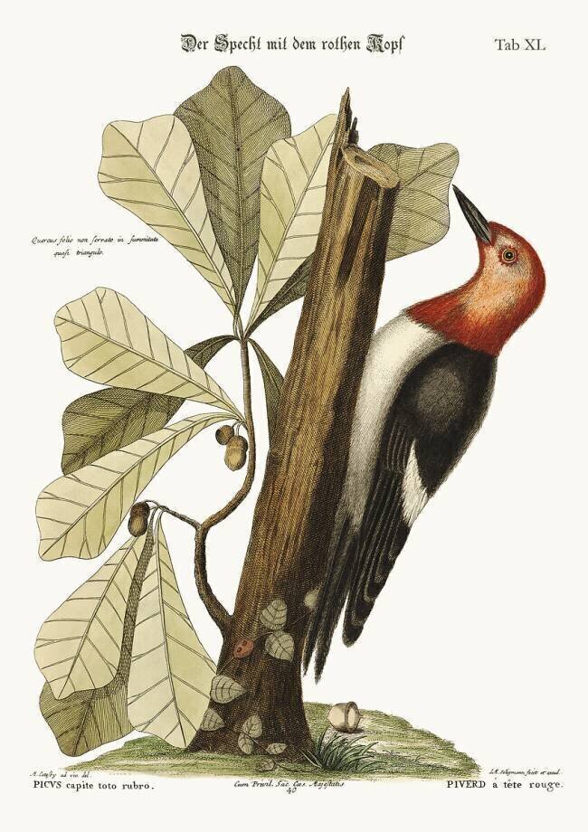 The red-headed Woodpecker Mark Catesby