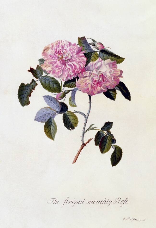 The Striped Monthly Rose Georg Dionysius Ehret