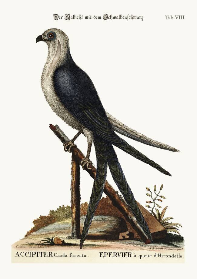 The Swallow-tail Hawk Mark Catesby