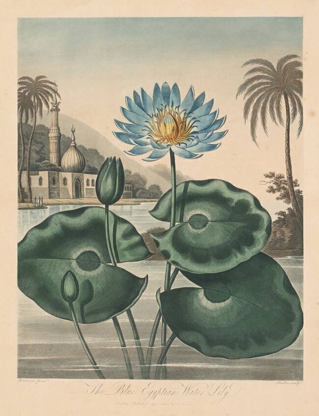 The Temple of Flora, Blue Egyptian Waterlily Robert John Thornton
