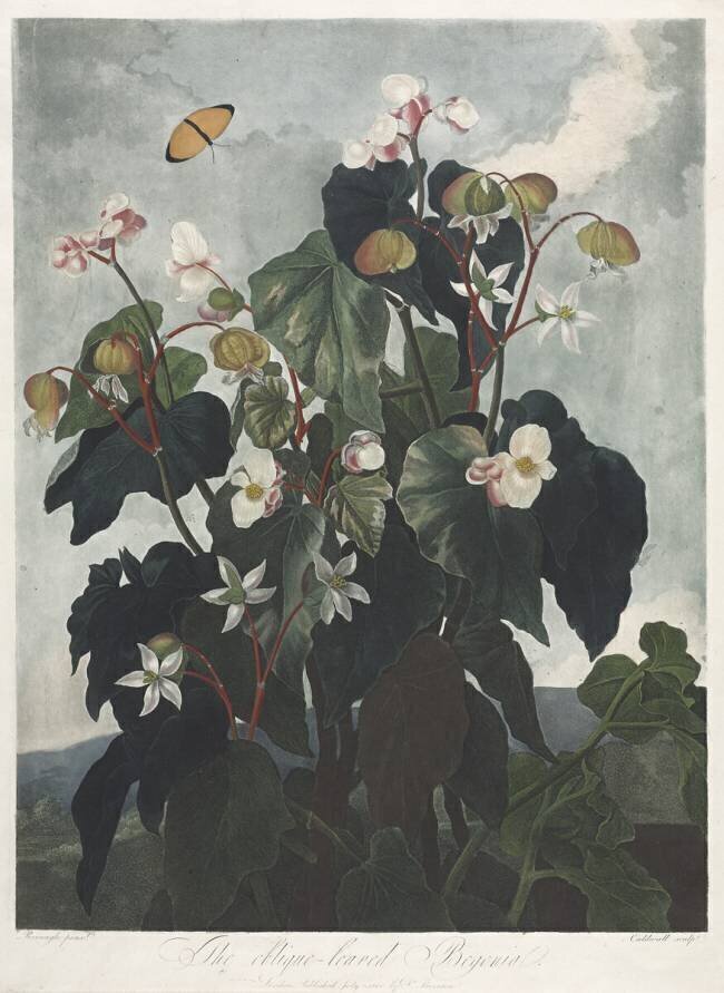 The Temple of Flora, The Obique-leaved Begonia Robert John Thornton