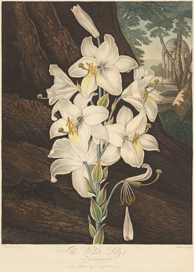 The Temple of Flora, White Lily with Variegated Leaves Robert John Thornton