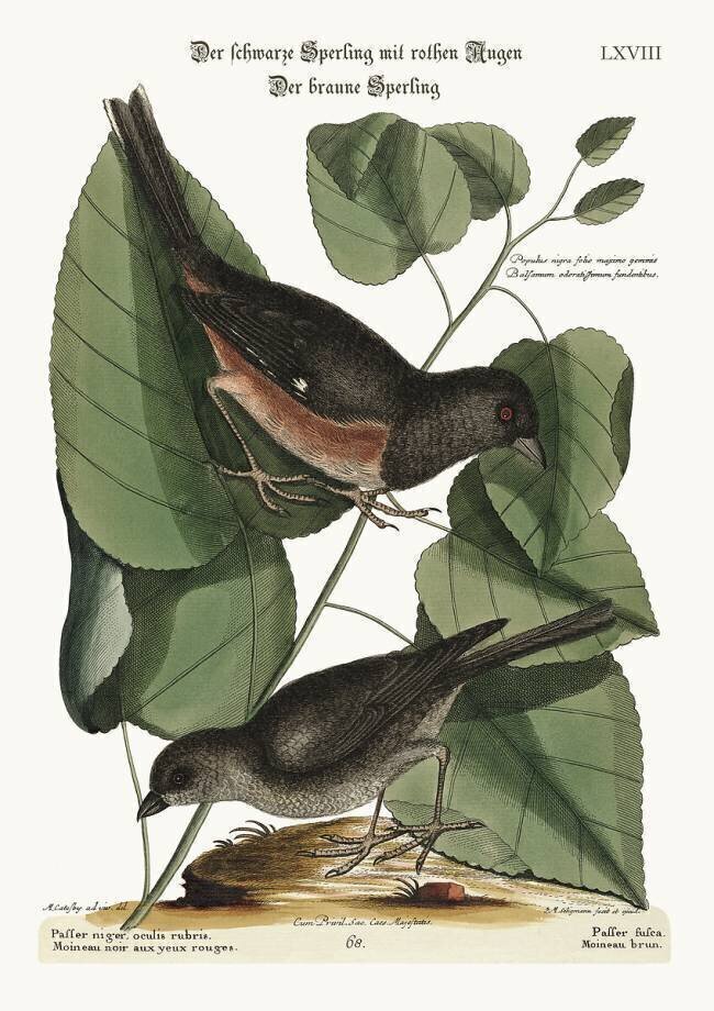 The Towhe Bird Mark Catesby