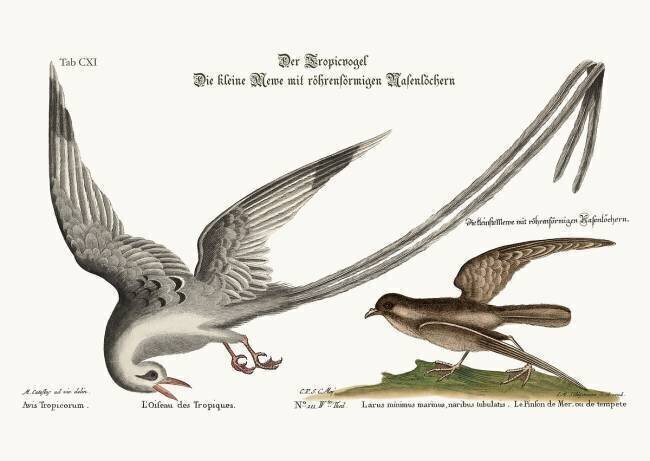 The Tropick Bird Mark Catesby