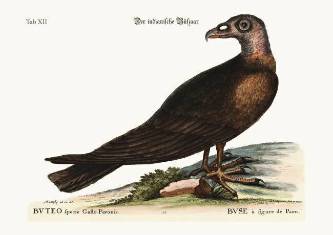 The Turkey Buzzard Mark Catesby