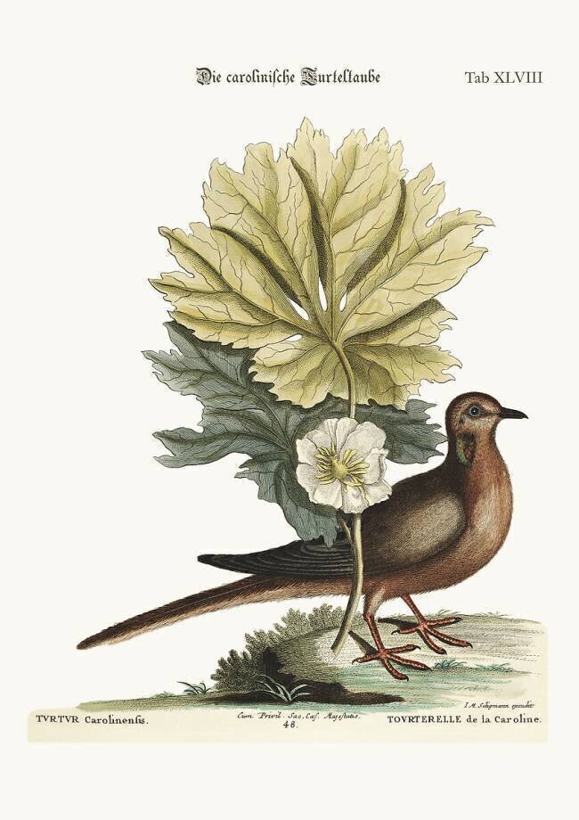 The Turtle of Carolina Mark Catesby
