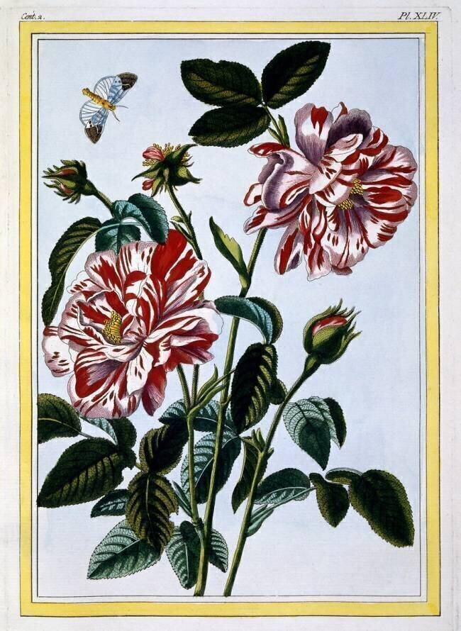 The Variegated Rose of England Pierre-Joseph Buchoz