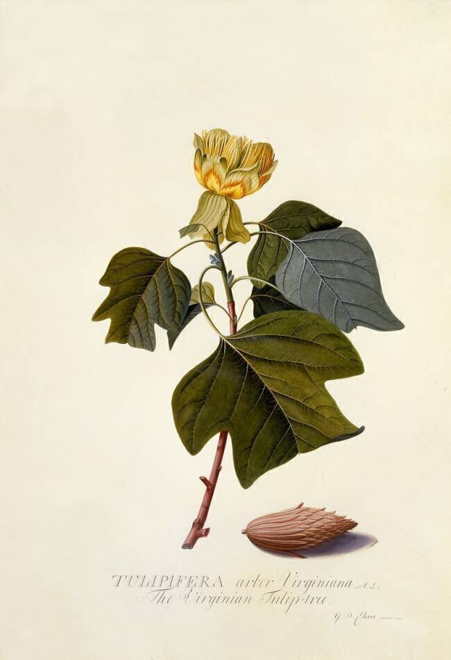 The Virginian Tulip Tree Georg Dionysius Ehret