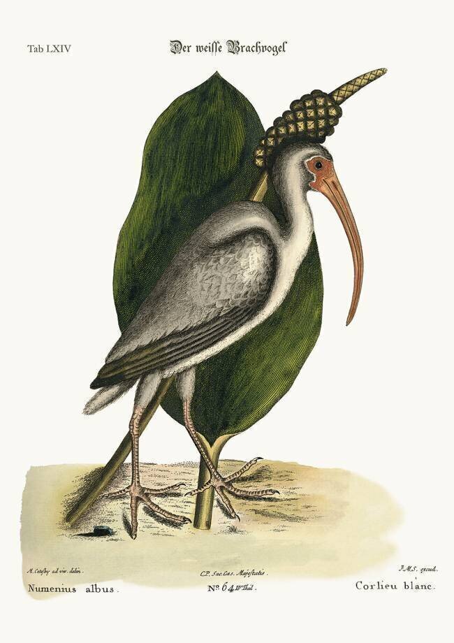 The white Curlew Mark Catesby