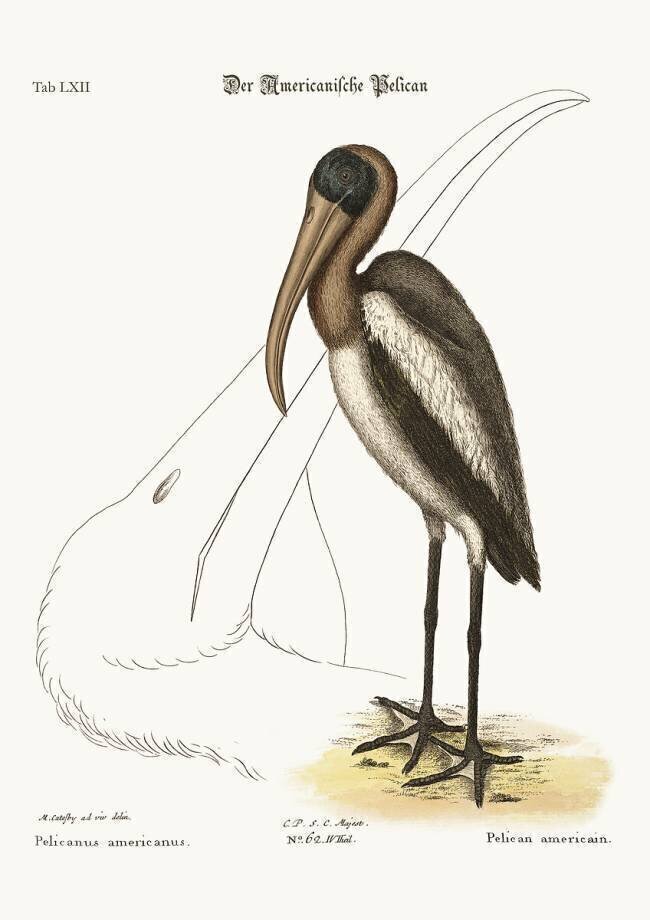 The Wood Pelican Mark Catesby