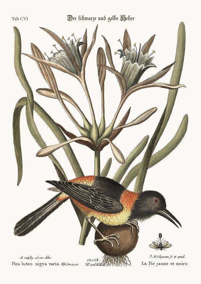 The Yellow and Black Pye Mark Catesby