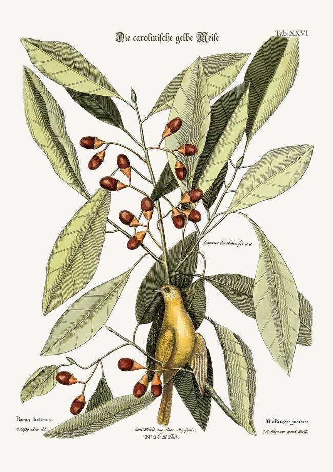 The yellow Titmouse Mark Catesby