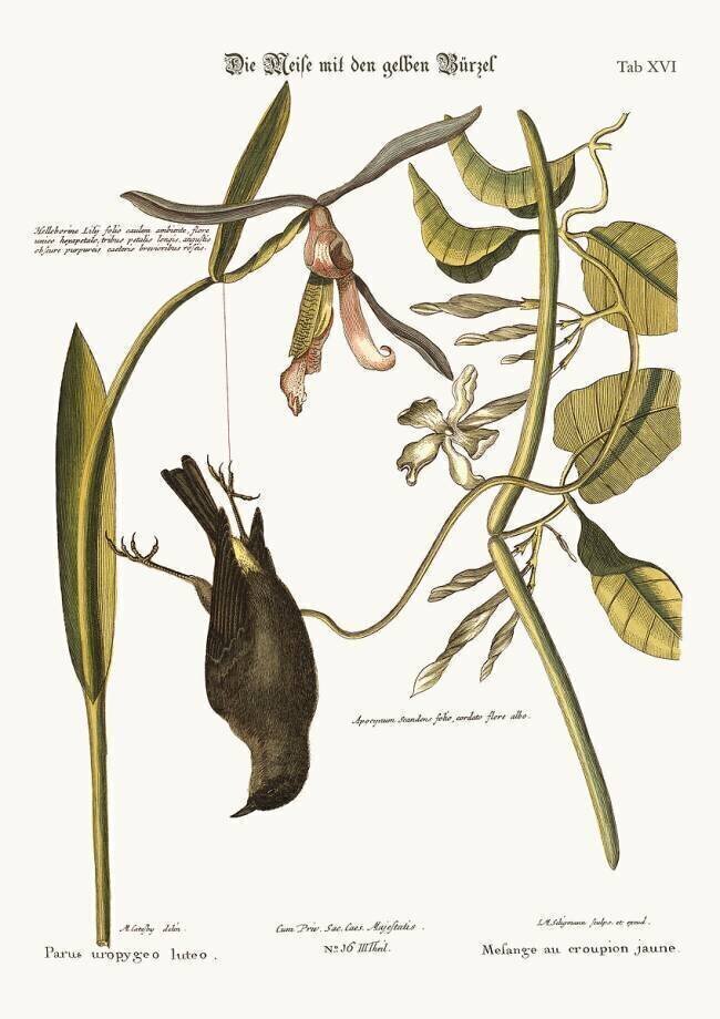 The Yellow-Rump Mark Catesby