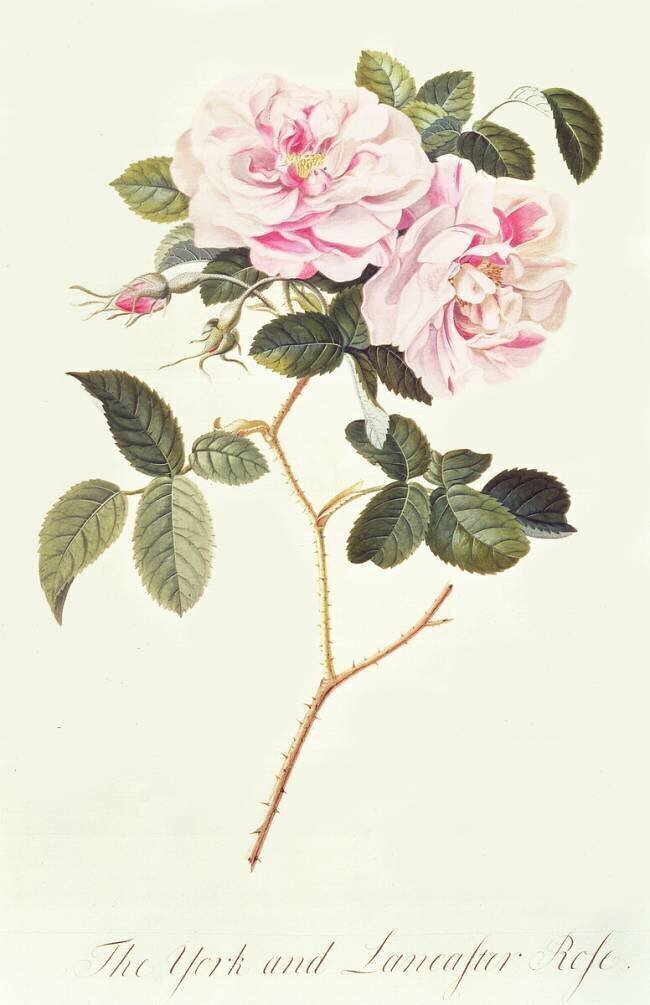 The York and Lancaster Rose Georg Dionysius Ehret