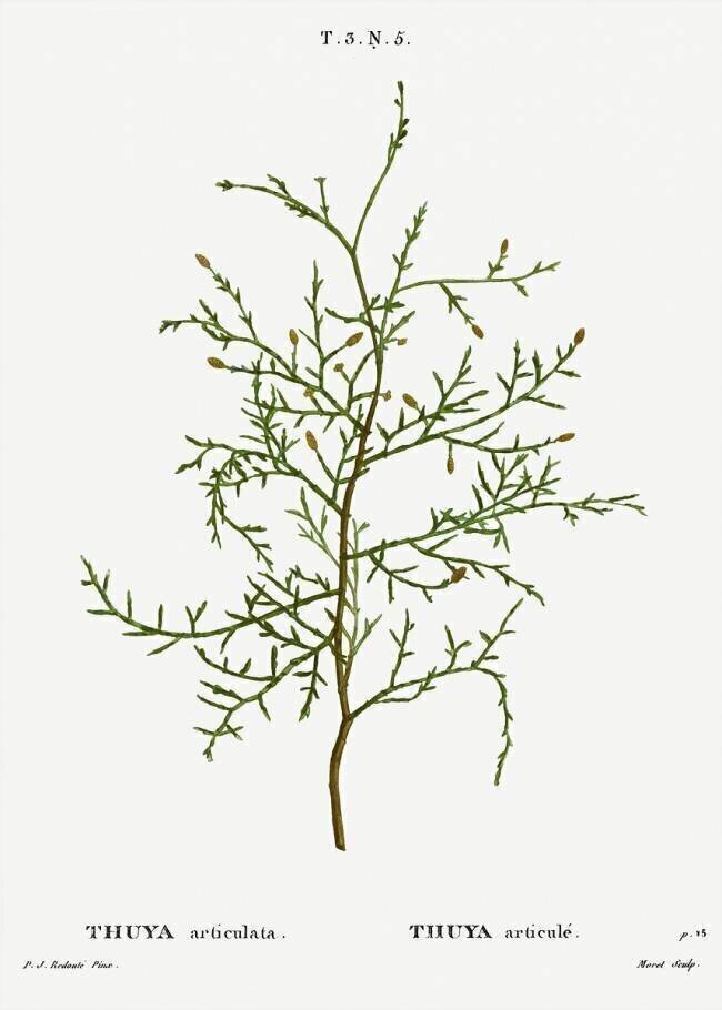 Thuya occidentalis Pierre Joseph Redouté