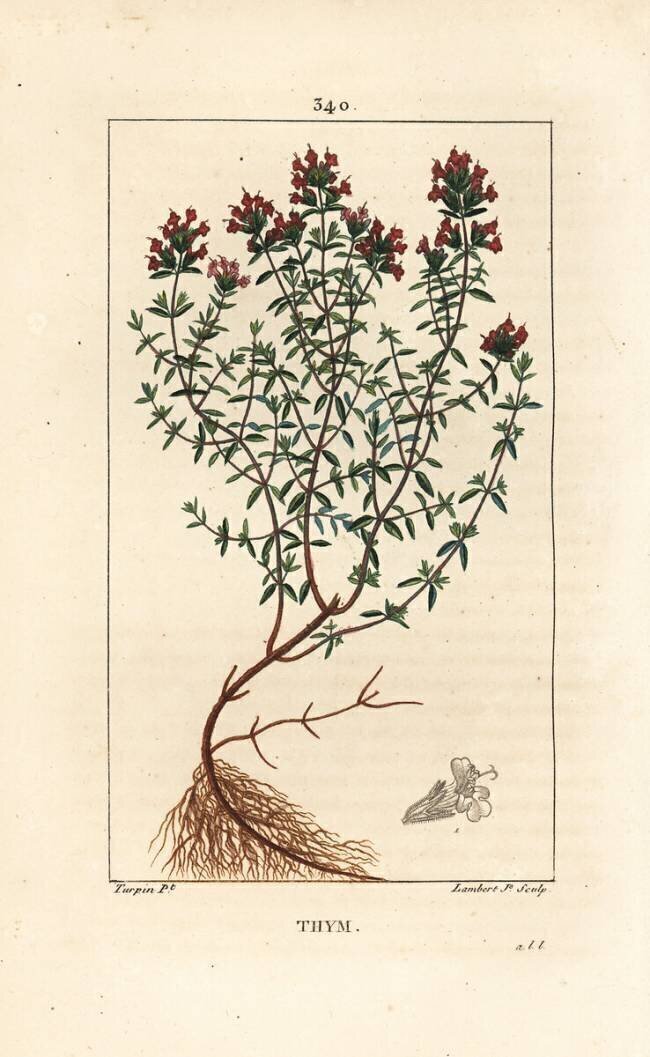Thym Pierre Jean Francois Turpin