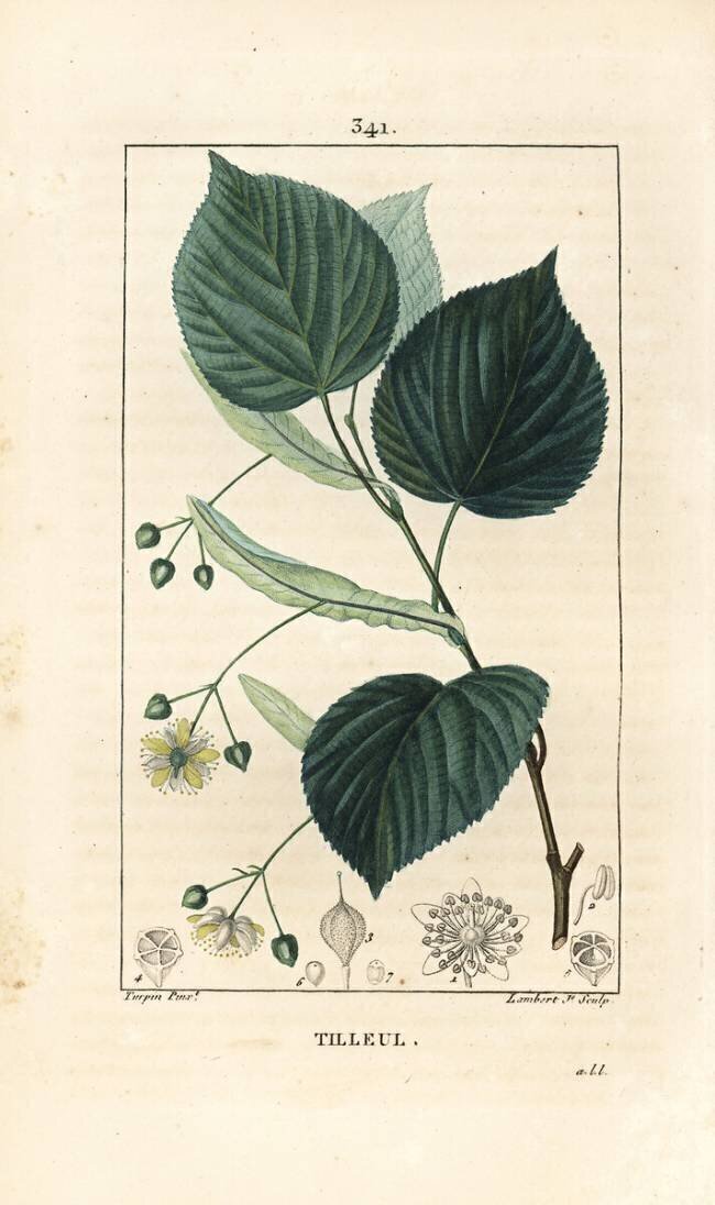 Tilleul Pierre Jean Francois Turpin