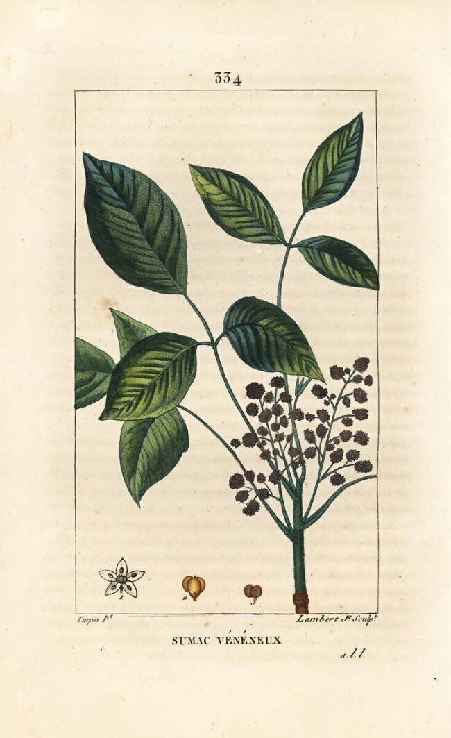 Toxic Liana - Poison oak Pierre Jean Francois Turpin