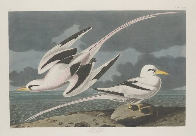 Tropic Bird John James Audubon