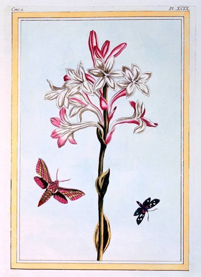 Tuberose Pierre-Joseph Buchoz
