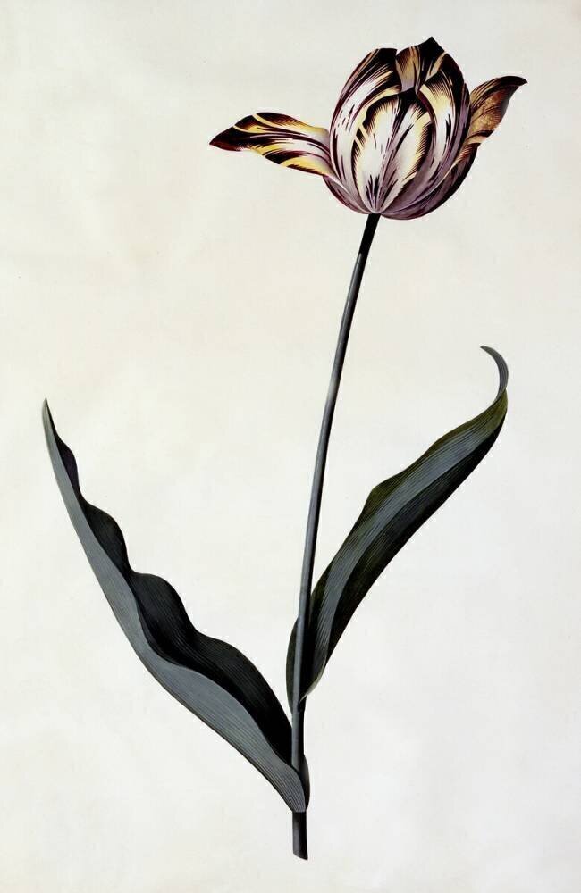 Tulip Georg Dionysius Ehret