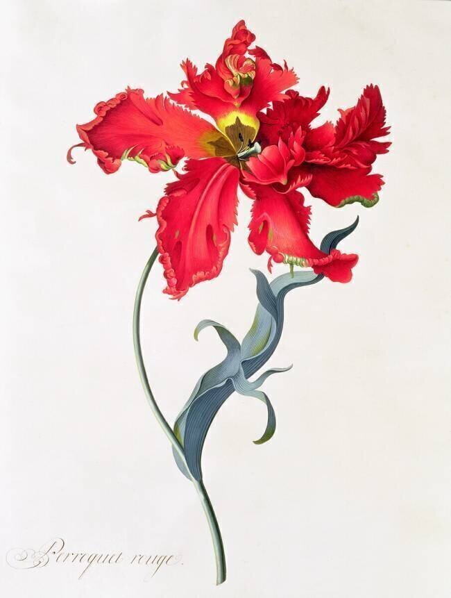 Tulip: Perroquet Rouge Georg Dionysius Ehret