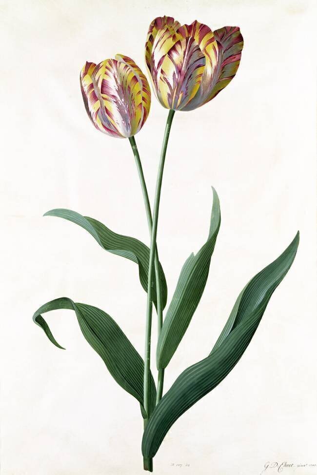 Tulip Tulip Georg Dionysius Ehret