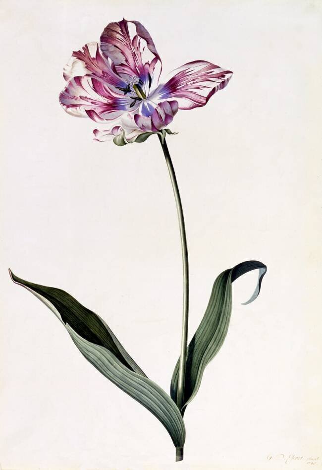 Tulipe Georg Dionysius Ehret