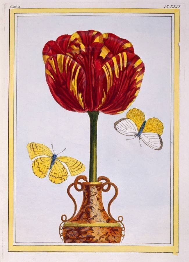 Tulipe Le Drap d'Or Pierre-Joseph Buchoz