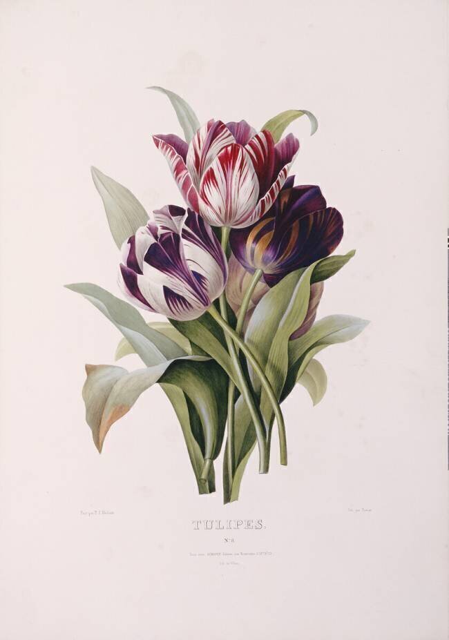 Tulips Pierre Joseph Redouté