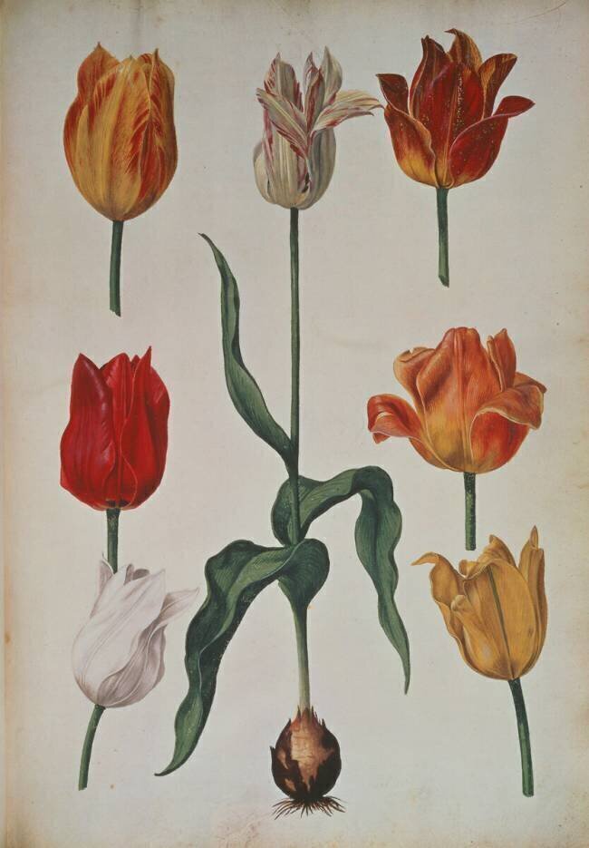 Tulips anonymous