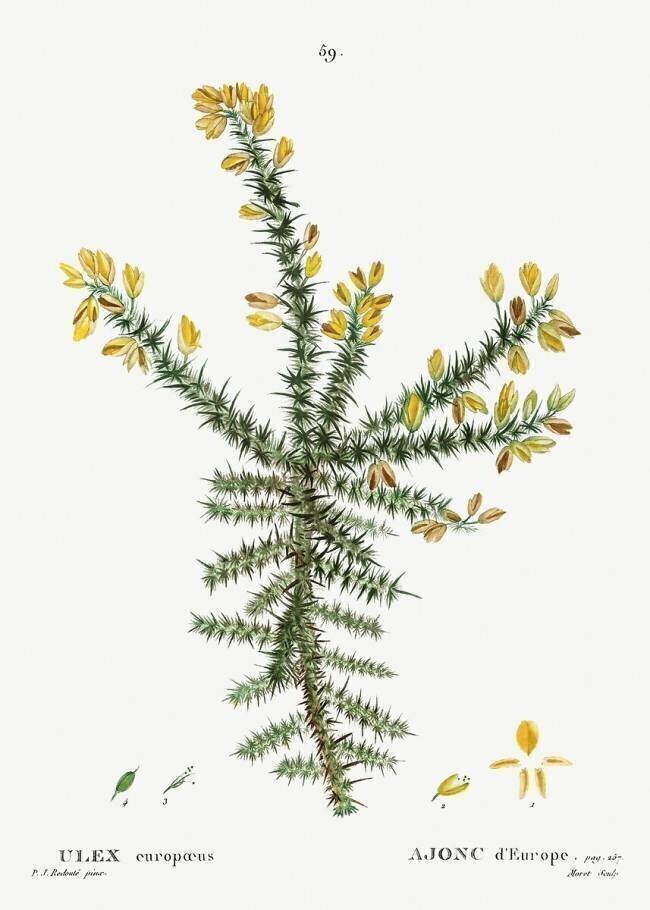 Ulex Pierre Joseph Redouté