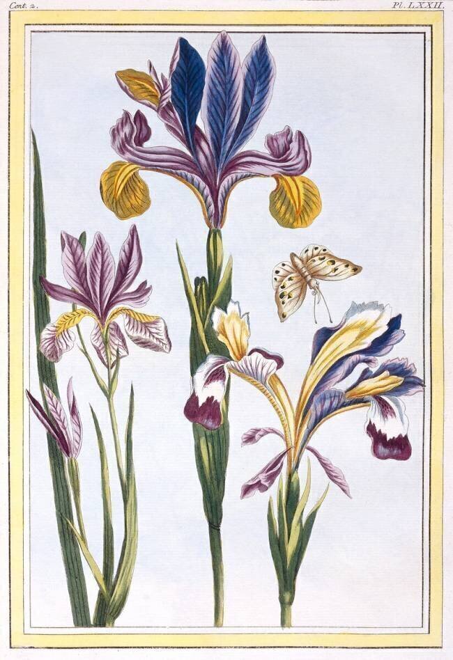 Variegated Iris Pierre-Joseph Buchoz
