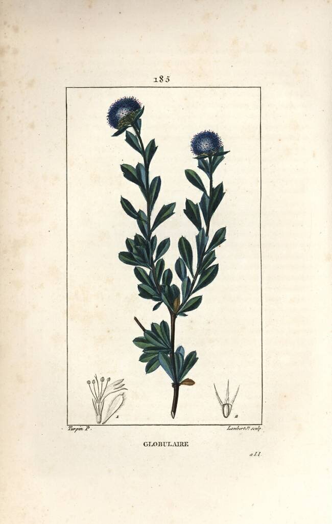 Variete of globular - Three tooth leaved globularia Pierre Jean Francois Turpin