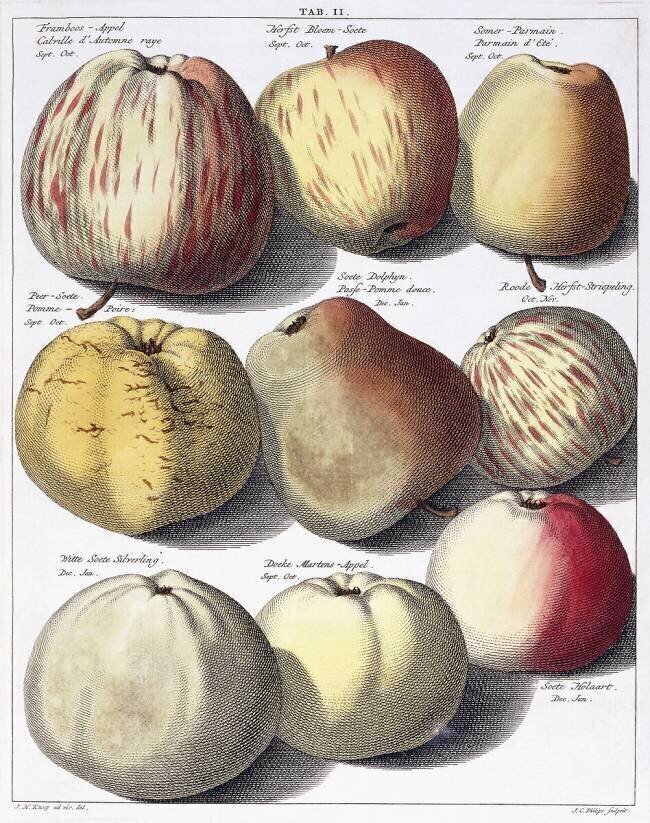 Various apples Johann Hermann Knoop