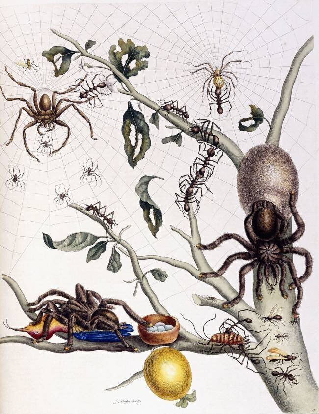 Various Arachnids from South America Maria Sibylla Graff Merian
