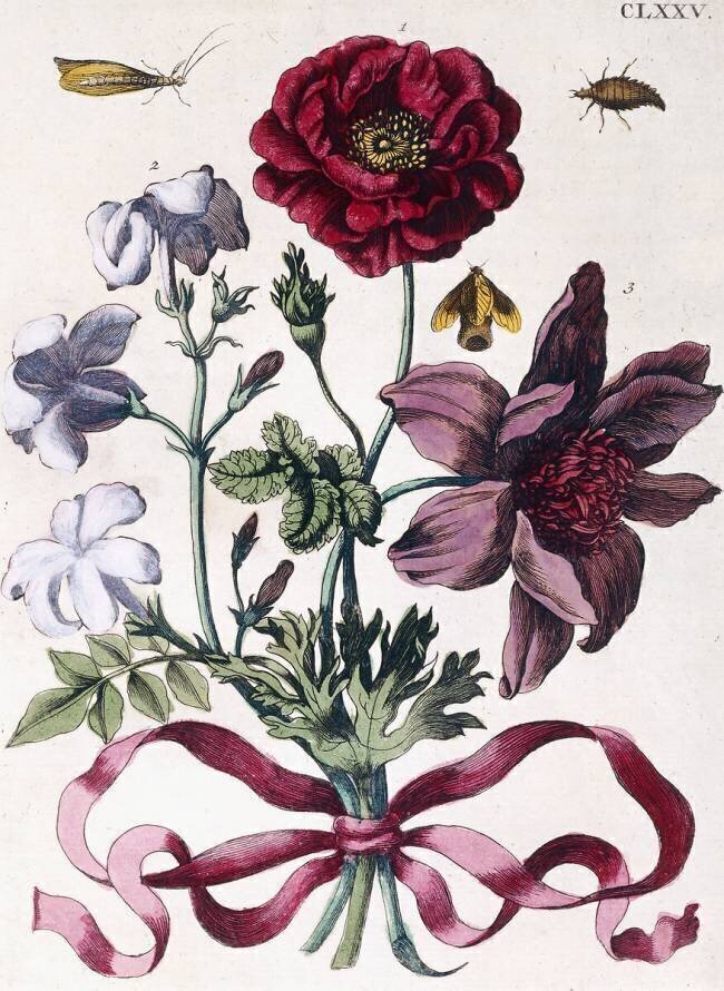 Various European insects and flowers Maria Sibylla Graff Merian