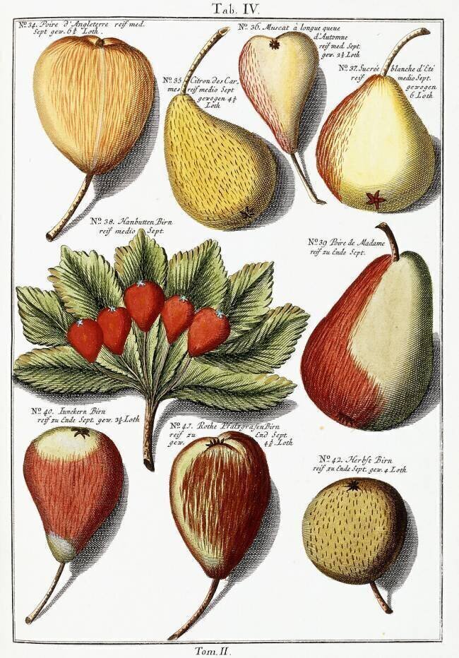 Various pear species Johann Hermann Knoop
