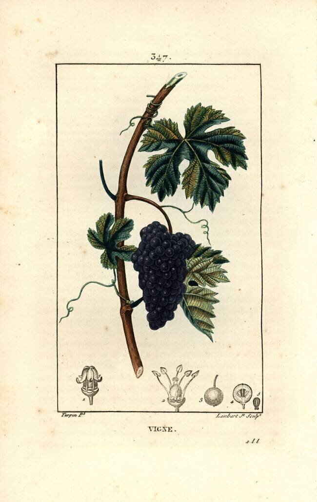 Vigne Pierre Jean Francois Turpin