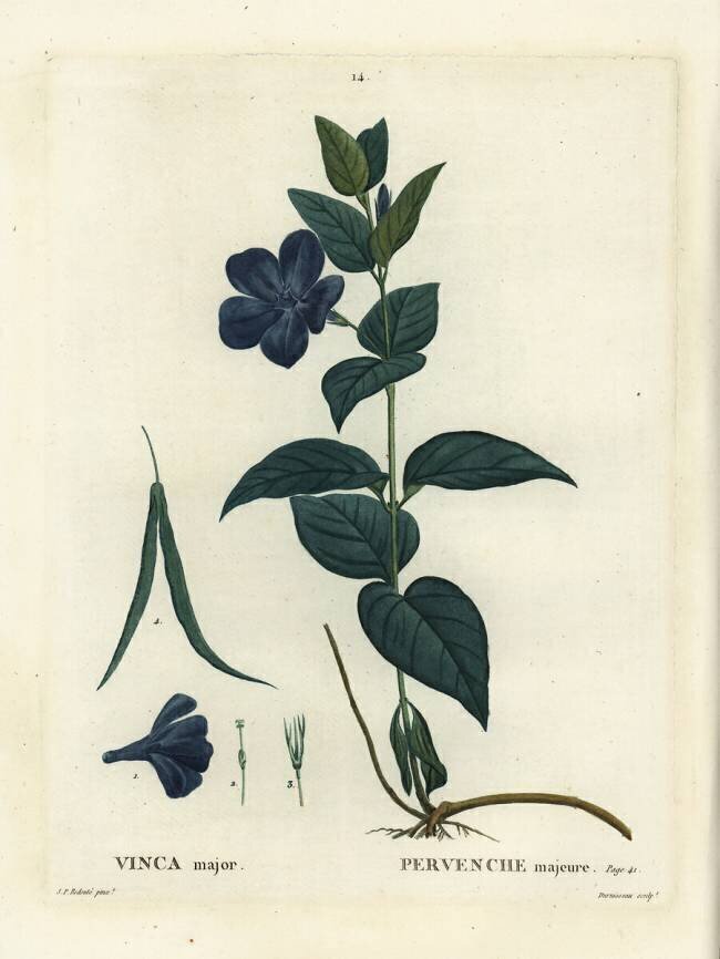 Vinca major Pierre Joseph Redouté