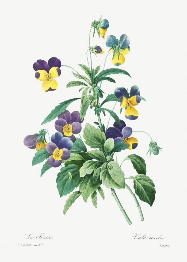 Viola Tricolour Pierre Joseph Redouté
