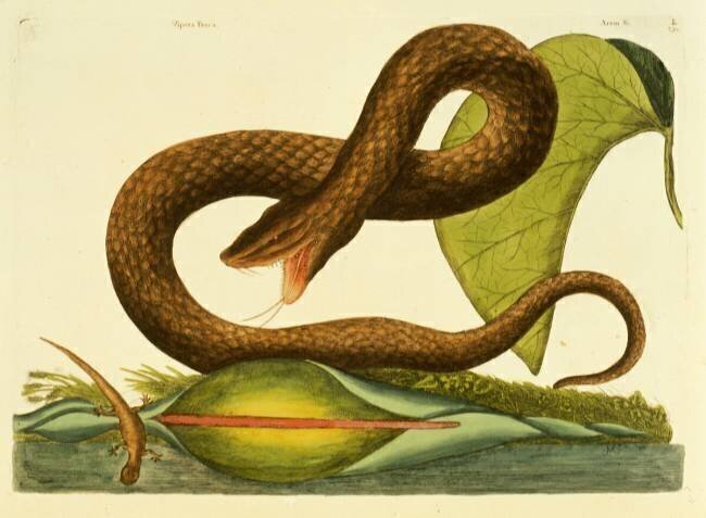 Viper Fusca Mark Catesby