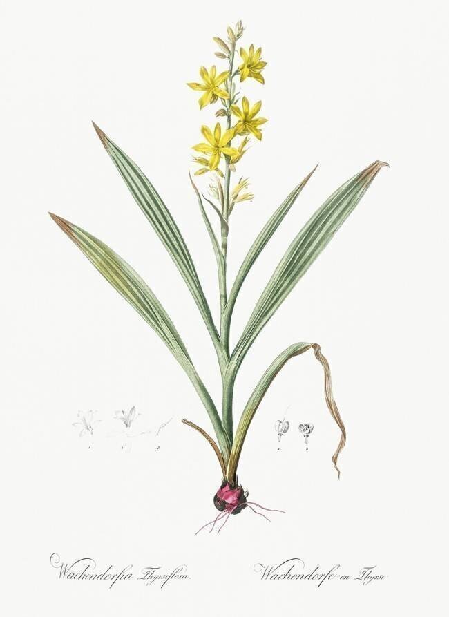 Wachendorfia Thyrsiflora Pierre Joseph Redouté