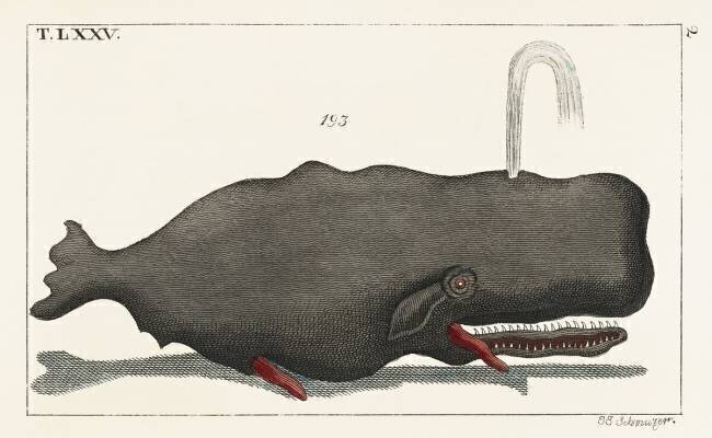 Whale anonymous