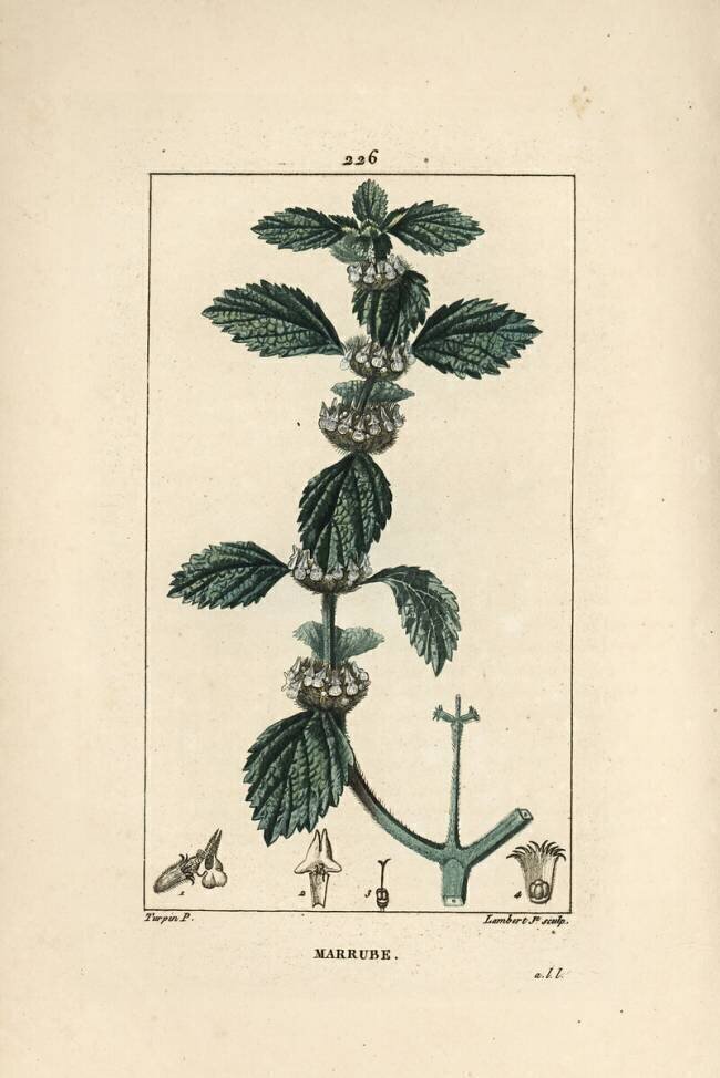 White or common marrube - Common horehound Pierre Jean Francois Turpin