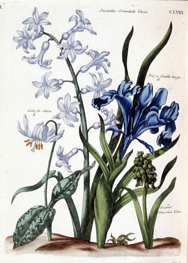 White oriental hyacinth Maria Sibylla Graff Merian