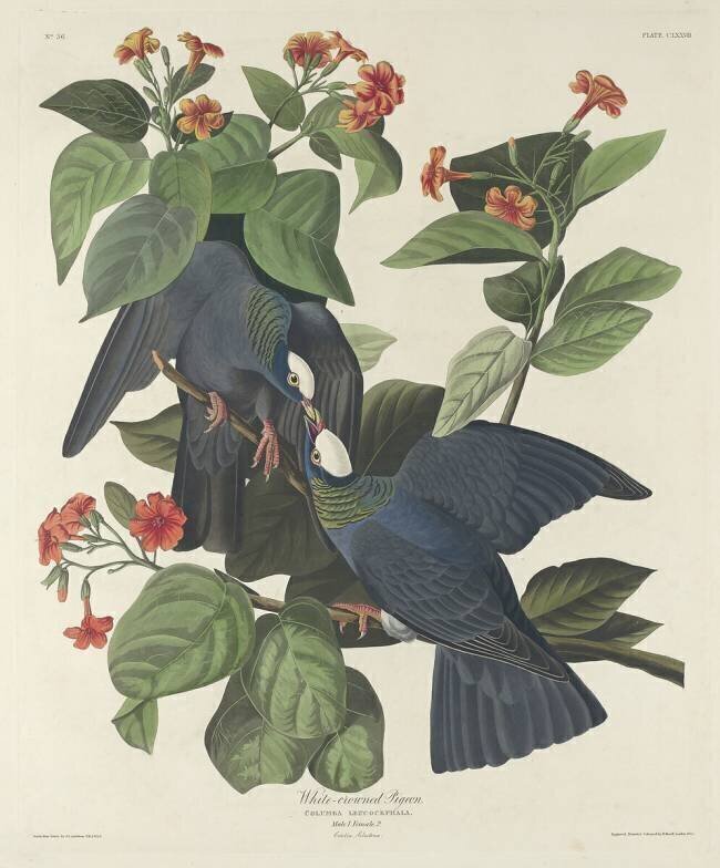 White-crowned Pigeon John James Audubon