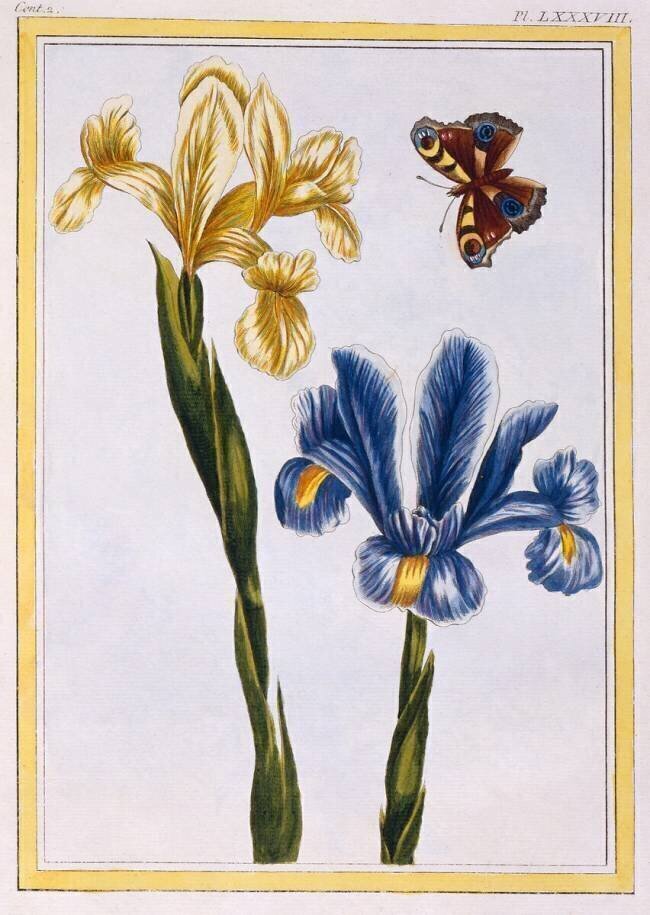 Yellow and Violet Irises Pierre-Joseph Buchoz
