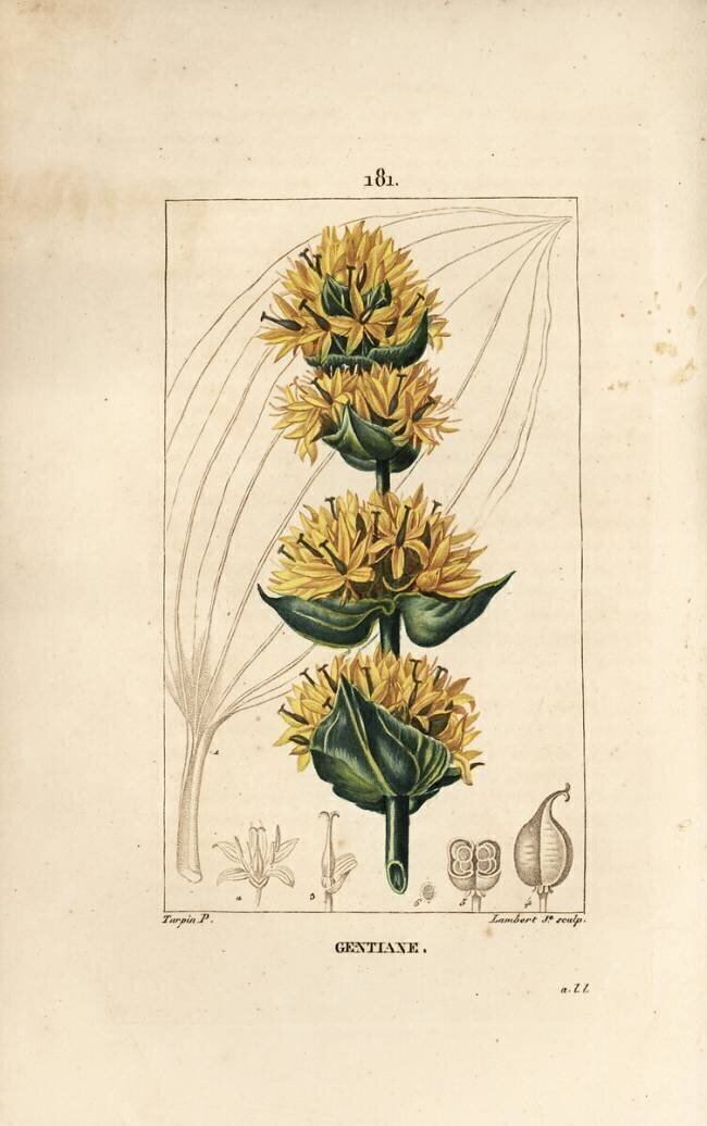 Yellow Gentian or Great Gentian - Gentian Pierre Jean Francois Turpin