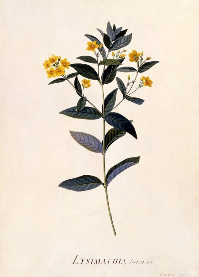 Yellow Loosestrife Georg Dionysius Ehret